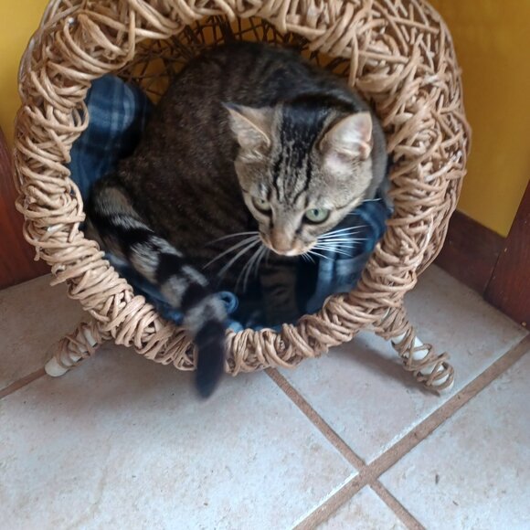 Homemade FiberRush Cat/Dog Bed small/med - Picture 16 of 16